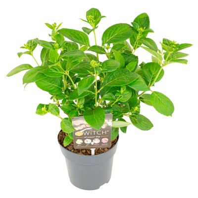Hydrangea paniculata 'Switch ophelia'®