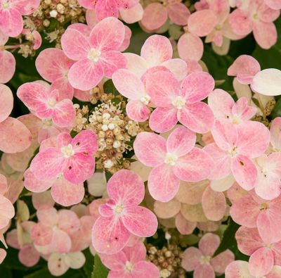 Hydrangea paniculata 'Switch ophelia'®