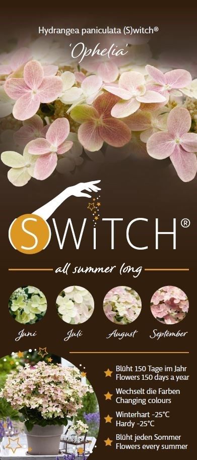 Hydrangea paniculata 'Switch ophelia'®