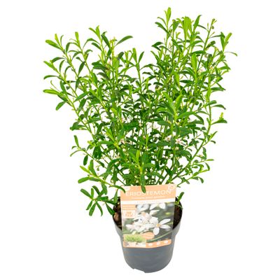 Eriostemon Myoporoides 'Flower Girl White'