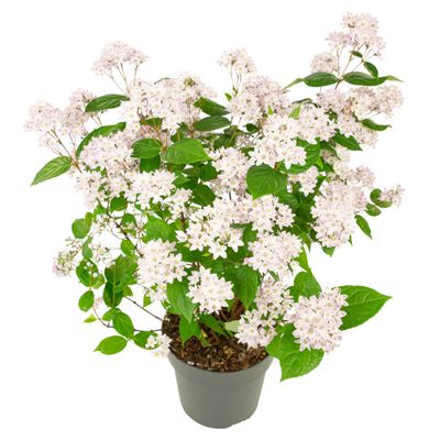 Deutzia