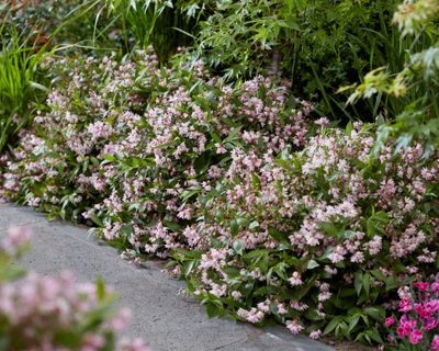 Deutzia