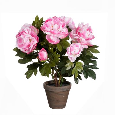 Pivoine en pot stan d15,5cm - h50xd38cm