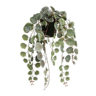 Ceropegia woodii hangend in pot bont - l46xb12xh10cm