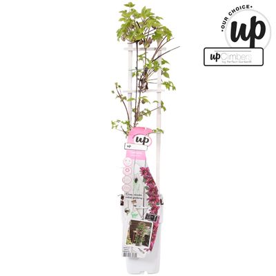 Clematis Alpina 'Imke'