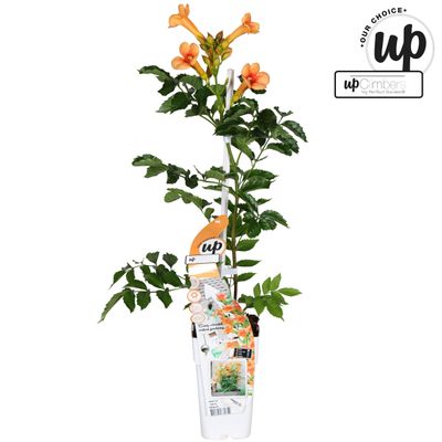 Campsis tagliab summer in orange