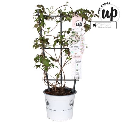 Clematis Montana 'Fenne'