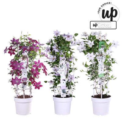 Clematis Double Up bleu-mauve p23