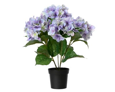 Hortensia