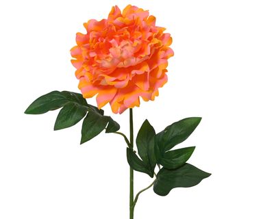 Pivoine