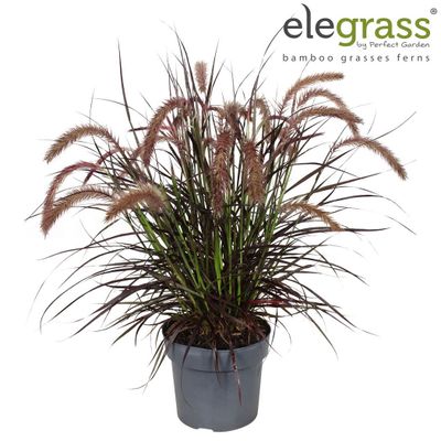 Pennisetum x advena 'Tiny tails' (Lampenpoetsersgras)