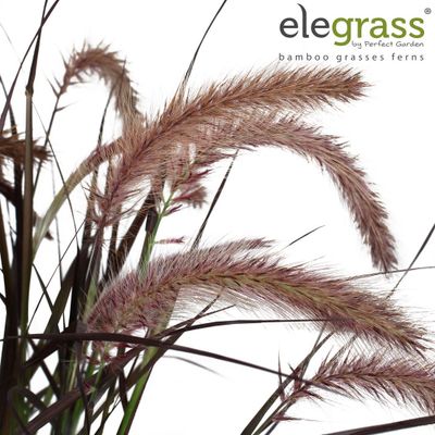 Pennisetum x advena 'Tiny tails' (Lampenpoetsersgras)