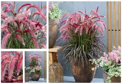 Pennisetum x advena 'Tiny tails' (Lampenpoetsersgras)
