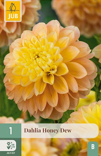 1 dahlia 'honey dew'