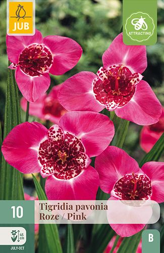 10 tigridia pavonia roze