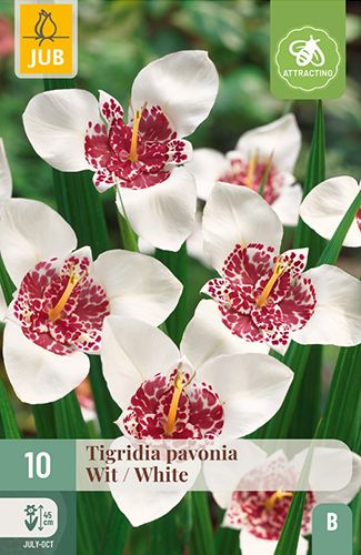 10 tigridia pavonia wit