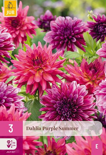 3 dahlias 'purple summer'