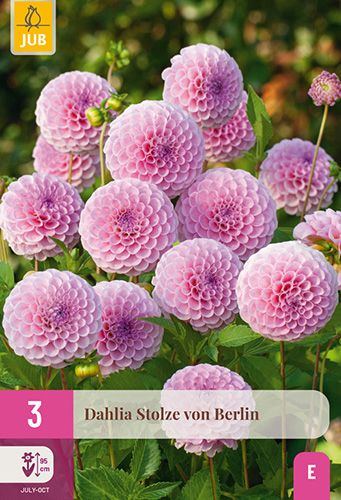 3 dahlias 'stolze von berlin'