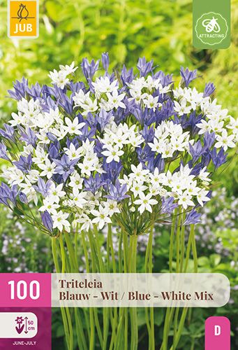 100 triteleia blauw - wit mix