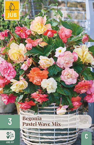 3 begonia 'pastel wave'