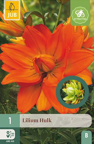 1 lilium 'hulk'
