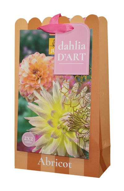 Tas 'dahlia d'art, abricot' met 4 dahlias in oranje kleuren