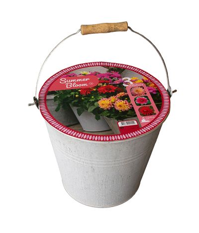 Emmer met 3 dahlias 'summer bloom'