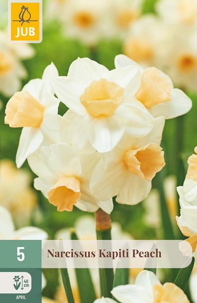 5 narcissus kapiti peach