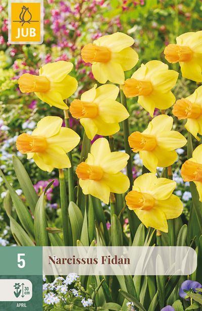 5 narcissus fidan