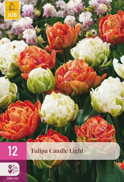 12 tulipa candle light