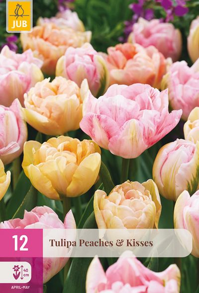 12 tulipa peaches & kisses 