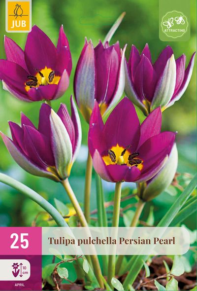25 tulipa persian pearl