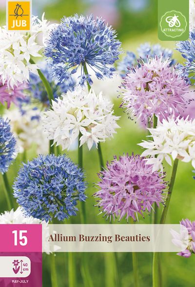 15 allium buzzing beauties 