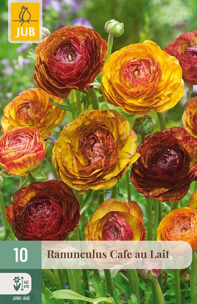 10 ranunculus cafe au lait