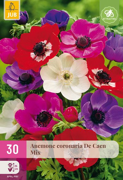 30 anemone de caen mix
