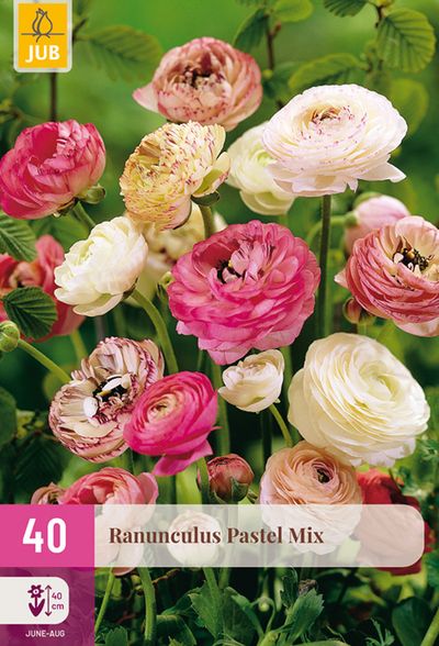40 ranunculus pastel mix