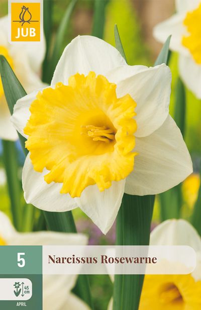 5 narcissus rosewarne