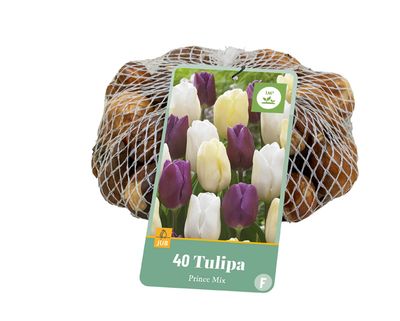 40 tulipa prince mix