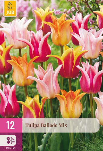 12 tulipa ballade mi