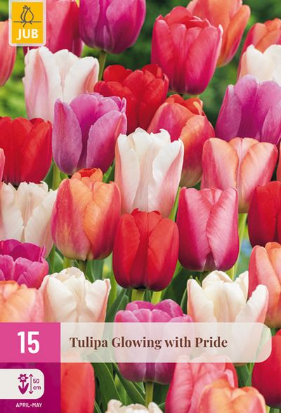 15 tulipa glowing with pride