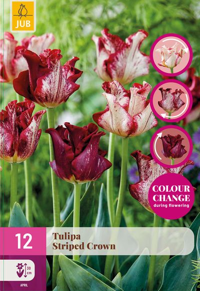 12 tulipa striped crown