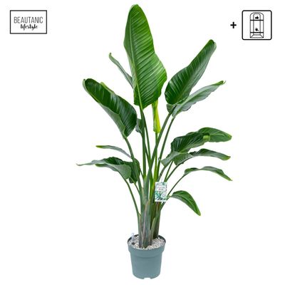 Strelitzia nicolai (Paradijsvogelplant)