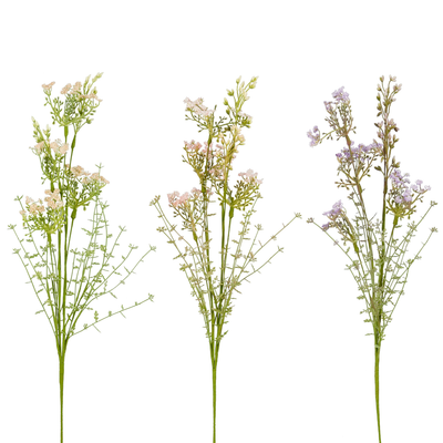 Daucus carota roze paars l.roze 3 assorti - l58cm