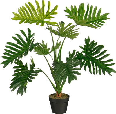 Philodendron in pot