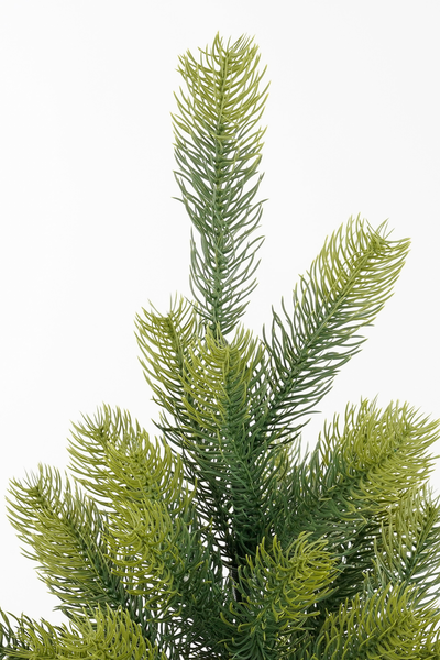 Kerstboom