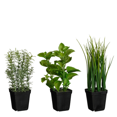 Munt in pot groen - h24xd15cm