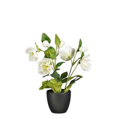 Helleborus pot creme h23xd20