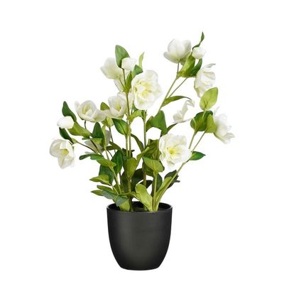 Helleborus pot creme h50xd26