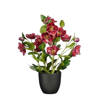 Helleborus pot bordeaux h50xd26
